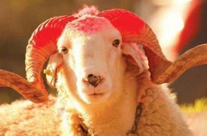 "Qurbanı kəsən şəxsin onun ətindən yeməməsi..." —  AÇIQLAMA