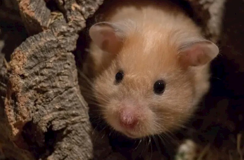 Hamsterin dişlədiyi qadın uşaqlarının gözü önündə öldü 