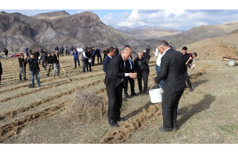 COP29 çərçivəsində Ordubadın Tivi kəndində meşəcinsli ağacların toxumlarının əkini aparılıb — FOTOLAR