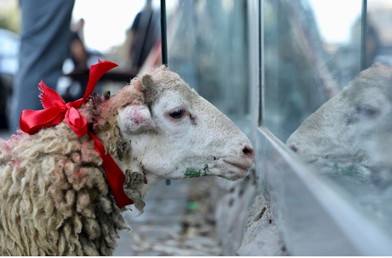 Qurbanlıq heyvanlar bu şərtlərlə kəsilməlidir