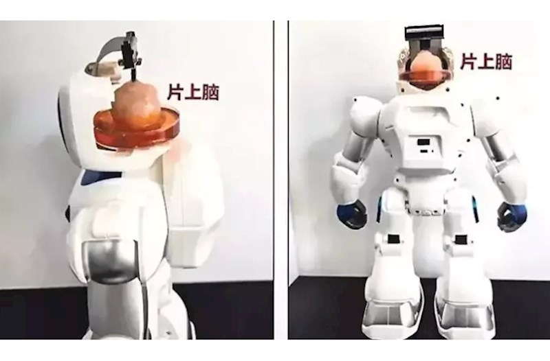 İnsan beyni ilə idarə olunan robot