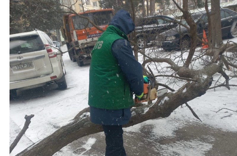 Bakıda güclü küləyə görə 5 ağac sınıb 