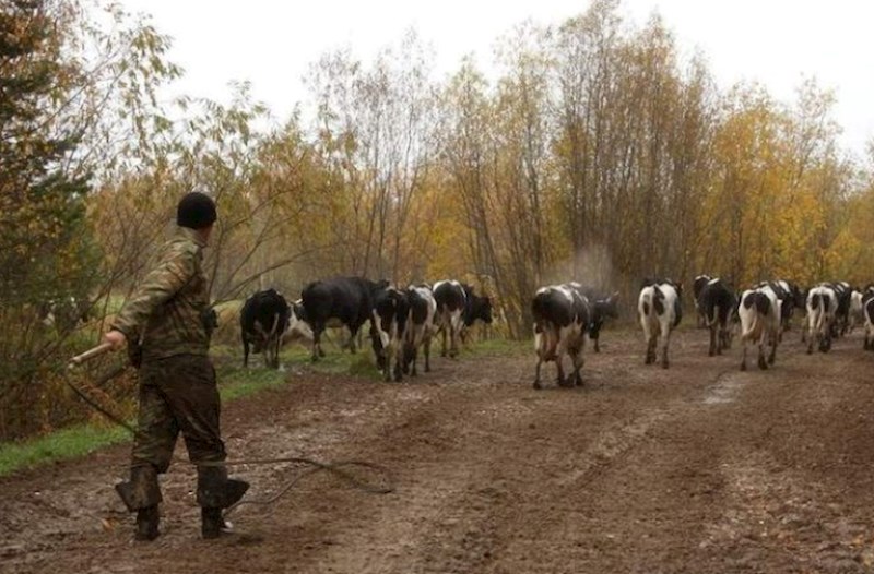 Mal-qara otaran 23 yaşlı gəncin meyiti tapıldı  