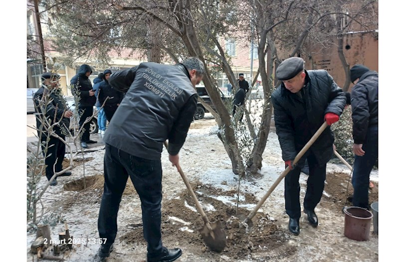 Binəqədidə ağac kəsintisi faktı aşkarlanıb — FOTOLAR