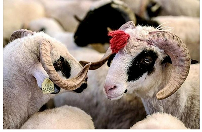 Qurban bayramı ilə bağlı fətva verildi 