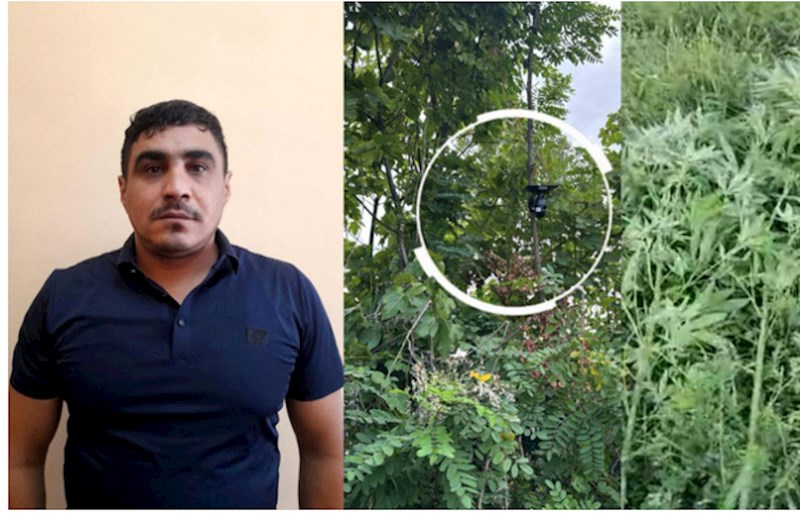 Bağını narkotik plantasiyasına çevirdi, videokamera ilə izlədi 