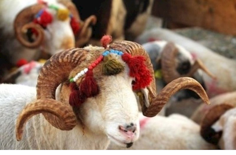 Bu müğənnilər qurban kəsməyəcək — AÇIQLAMA  