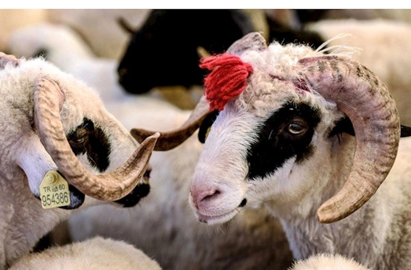 Kartdan kredit götürüb, qurban kəsmək olar? — İlahiyyatçı DANIŞDI