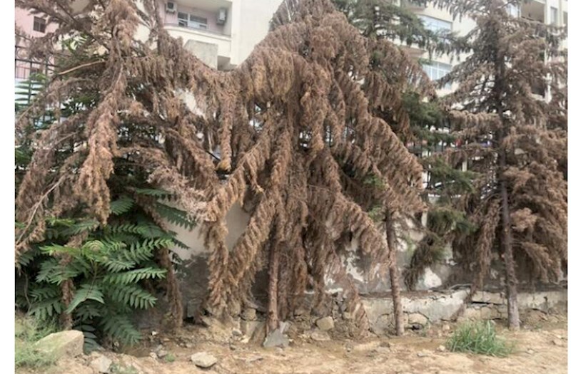 Xırdalan şəhərində sakinlər üçün təhlükəli vəziyyətdə olan qurumuş ağaclar götürülür