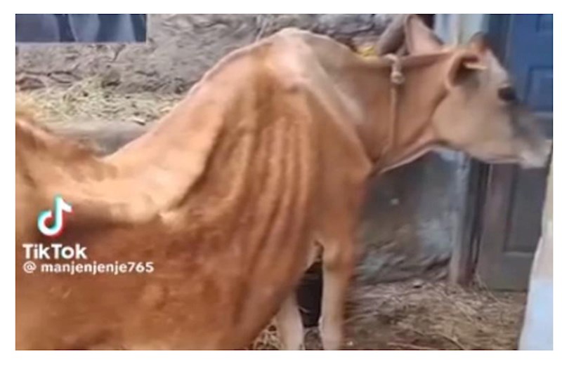 “O fotolar Azərbaycanda yox, Afrika və Rusiyada çəkilib...” — FOTOLAR 