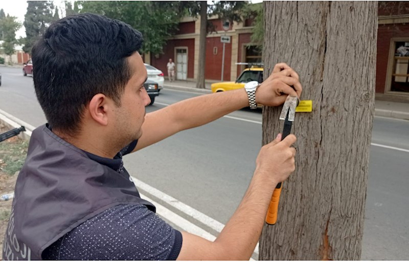 Gəncədə qurumuş ağacların elektron nişanlanmasına start verildi — FOTOLAR 