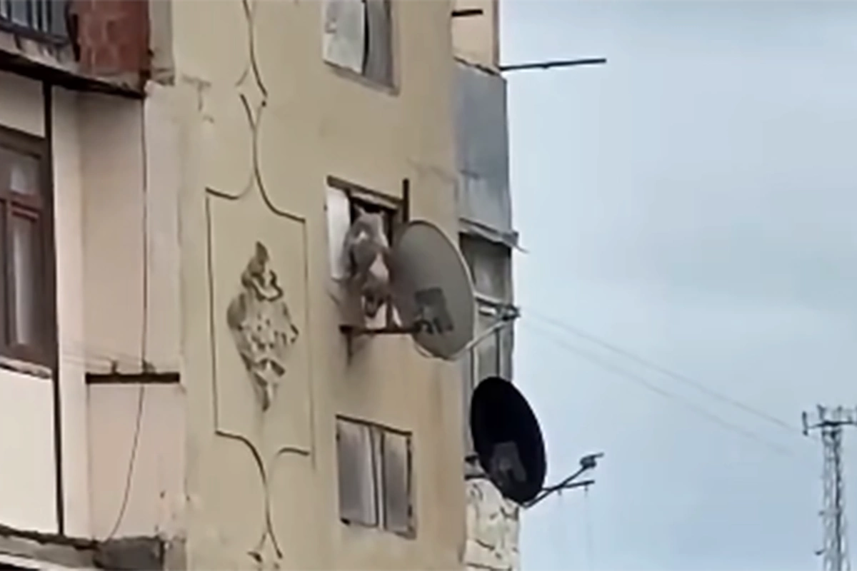 Bakıda iti binadan atan şəxs məsuliyyətə cəlb edildi