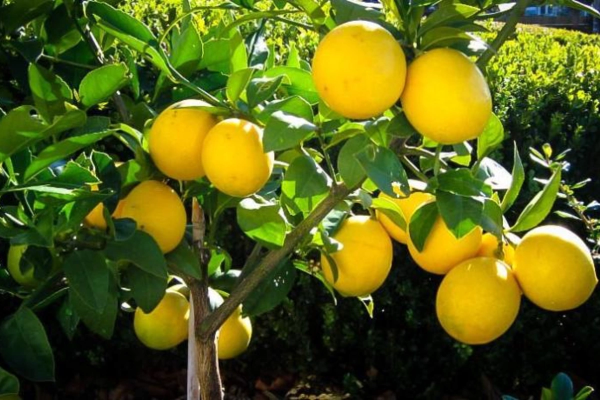 Lənkəranda 5 min ədəd limon oğurlandı