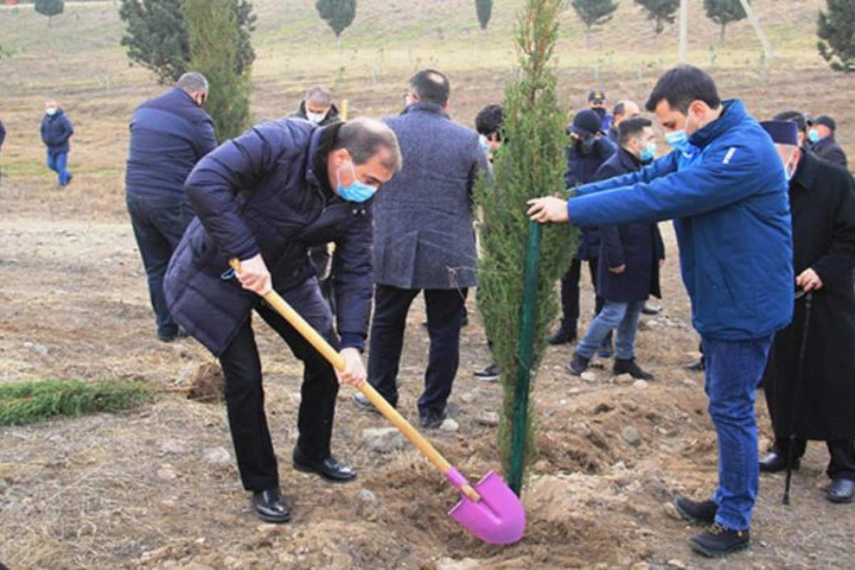Gəncədə Vətən müharibəsi şəhidlərinin xatirəsinə 2783 ağac əkildi — FOTOLAR