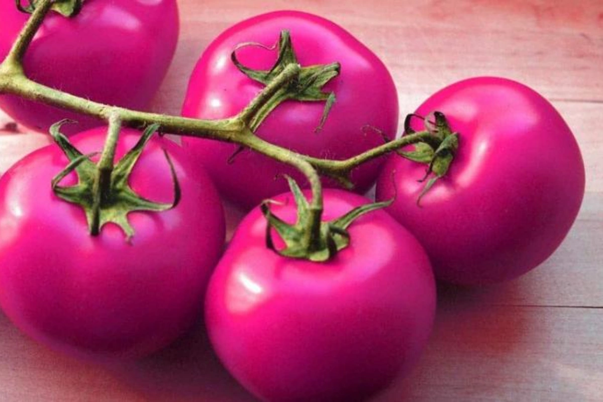 Azərbaycanda yeni çəhrayı pomidor növləri əkiləcək