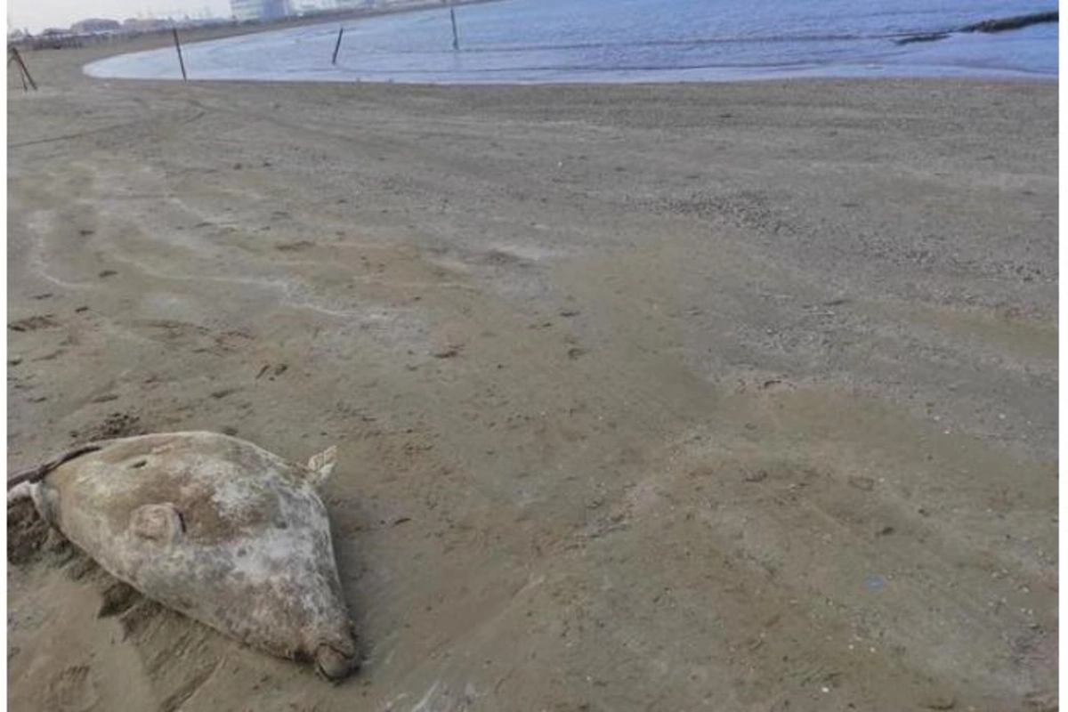 Xəzər sahilində üç suiti meyiti aşkarlandı — FOTO
