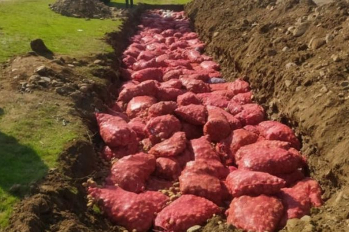 Rusiyadan idxal edilən, tərkibində zərərverici aşkarlanan 60 tondan çox toxumluq kartof məhv edilib — FOTO