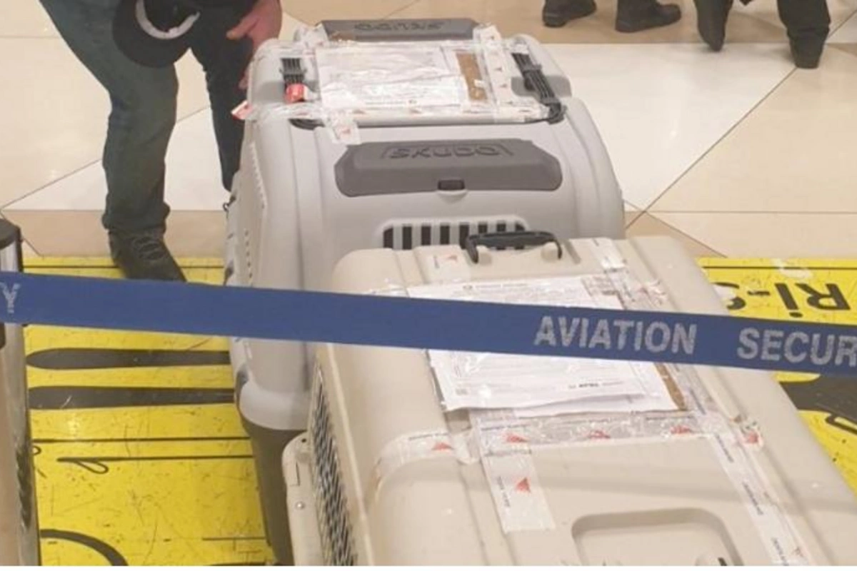 Azərbaycana xüsusi təlim keçmiş iki minaaxtaran it gətirildi