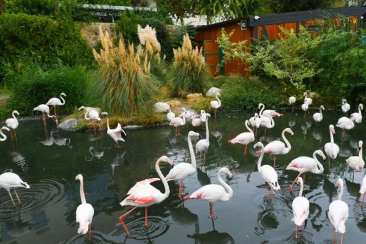 Bakı Zooparkına girişin kimlərə güzəştli və pulsuz olacağı AÇIQLANDI