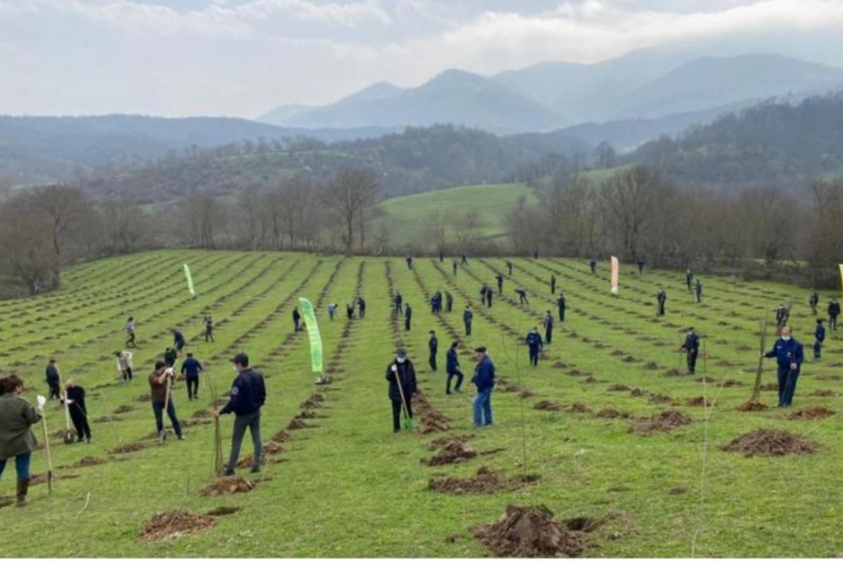 Gələn il Azərbaycanda 3 milyon ağacın əkilməsi planlaşdırılır