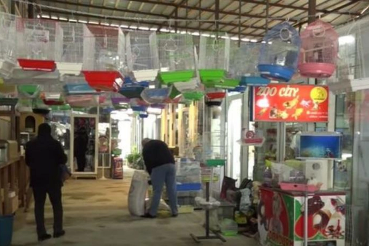 “Təzə bazar”dakı zoomağazalar hara köçürülüb? — VİDEO