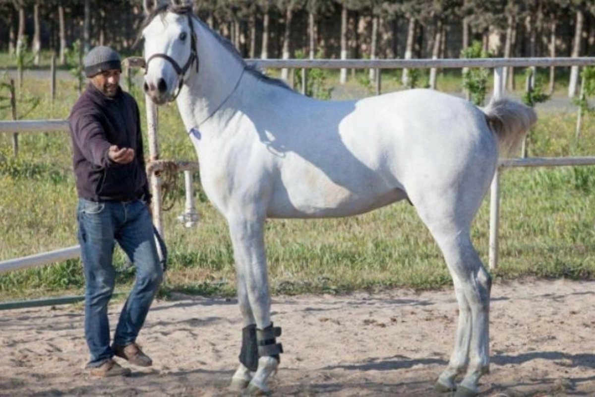 Qazax sakininə at xəsarət yetirdi