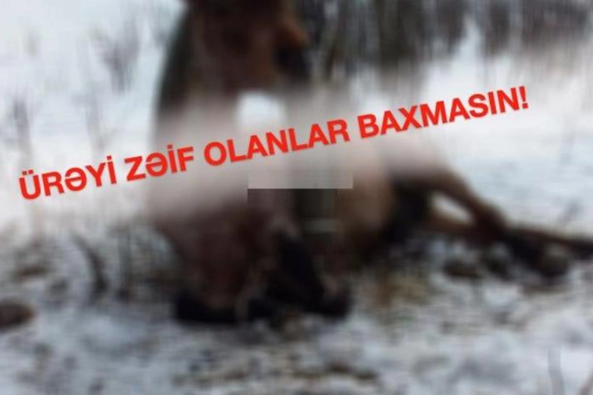 Gədəbəydə vəhşilik: Atı şaxtada ağaca bağlayıb... — VİDEO (+18)