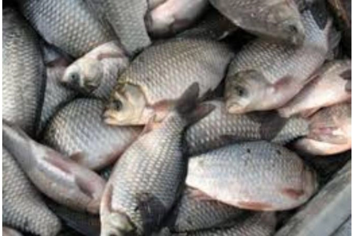 Bakı bazarlarında balıq da bahalaşdı
