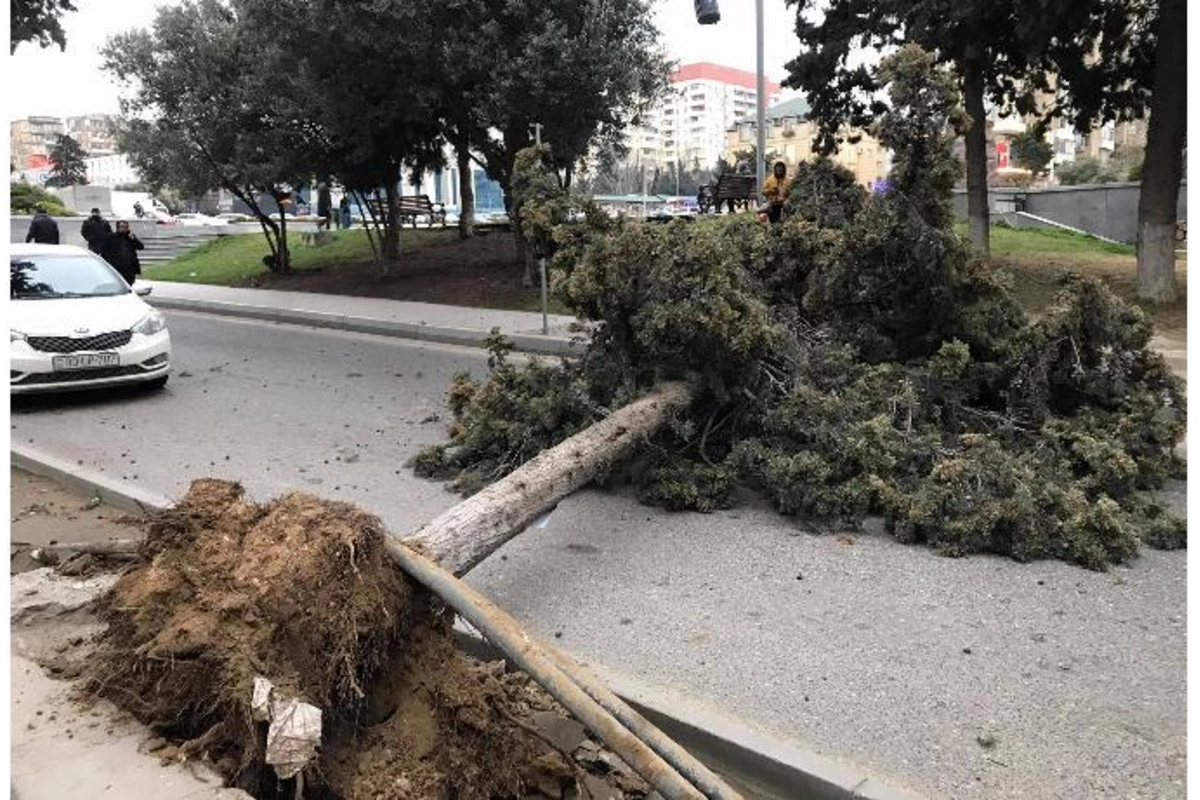 Bakıda aşan ağac yolu belə kəsdi — VİDEO/FOTO