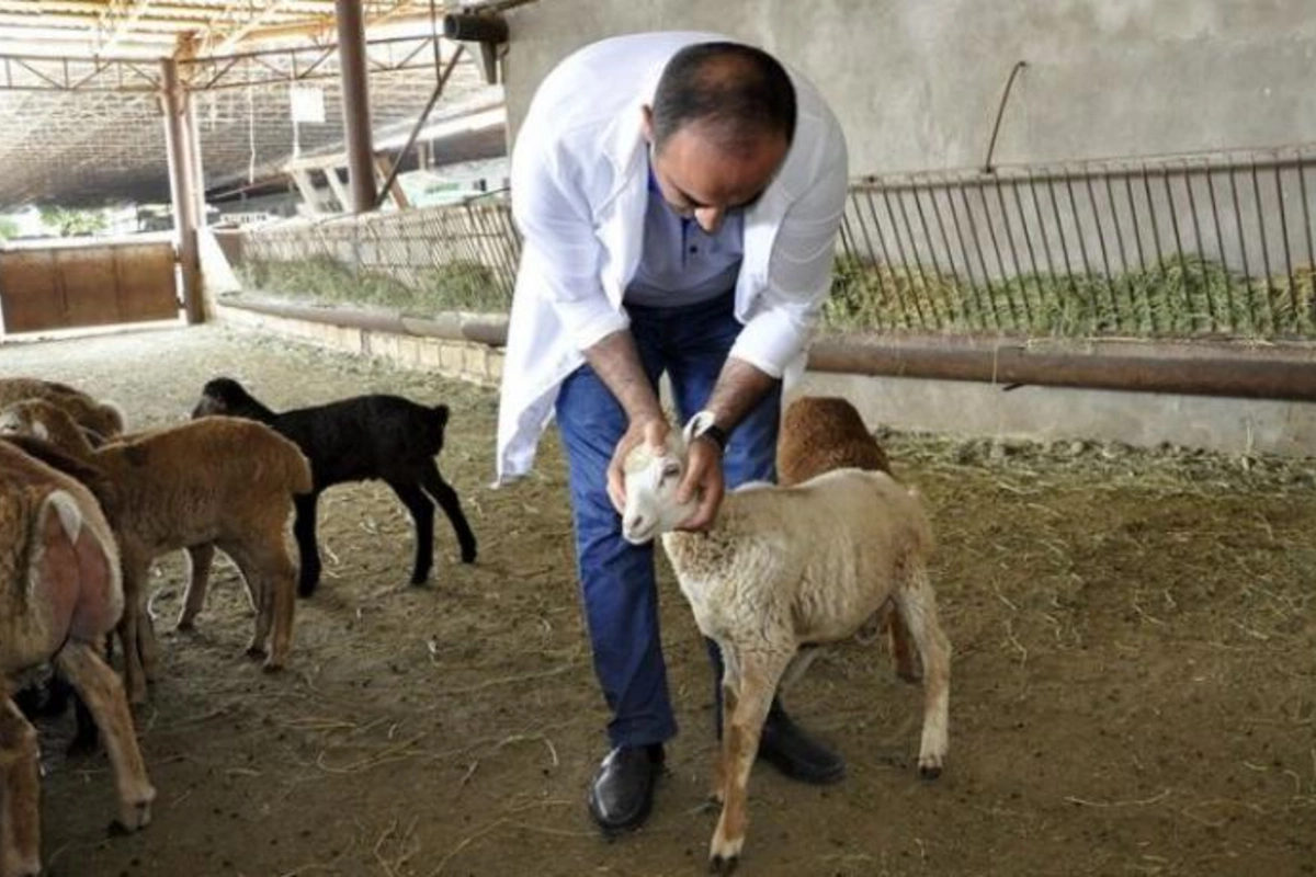 Qeydiyyatdan keçmiş baytarların sayı açıqlandı