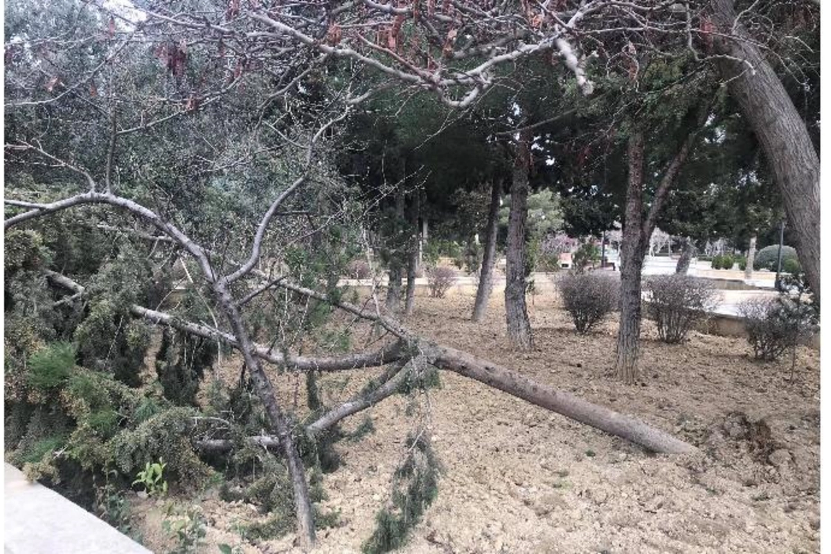 Heydər Əliyev parkındakı ağaclar məhv olur — Bəs İcra Hakimiyyəti hara baxır? (VİDEO+FOTO)
