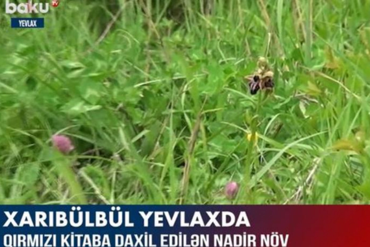 “Qırmızı kitab”a daxil edilən Xarı bülbül Yevlaxda — VİDEO