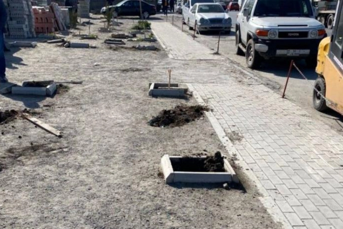 Bakıda mühafizəçiləri otağa salıb 60-dan çox ağacı məhv etdilər — VİDEO
