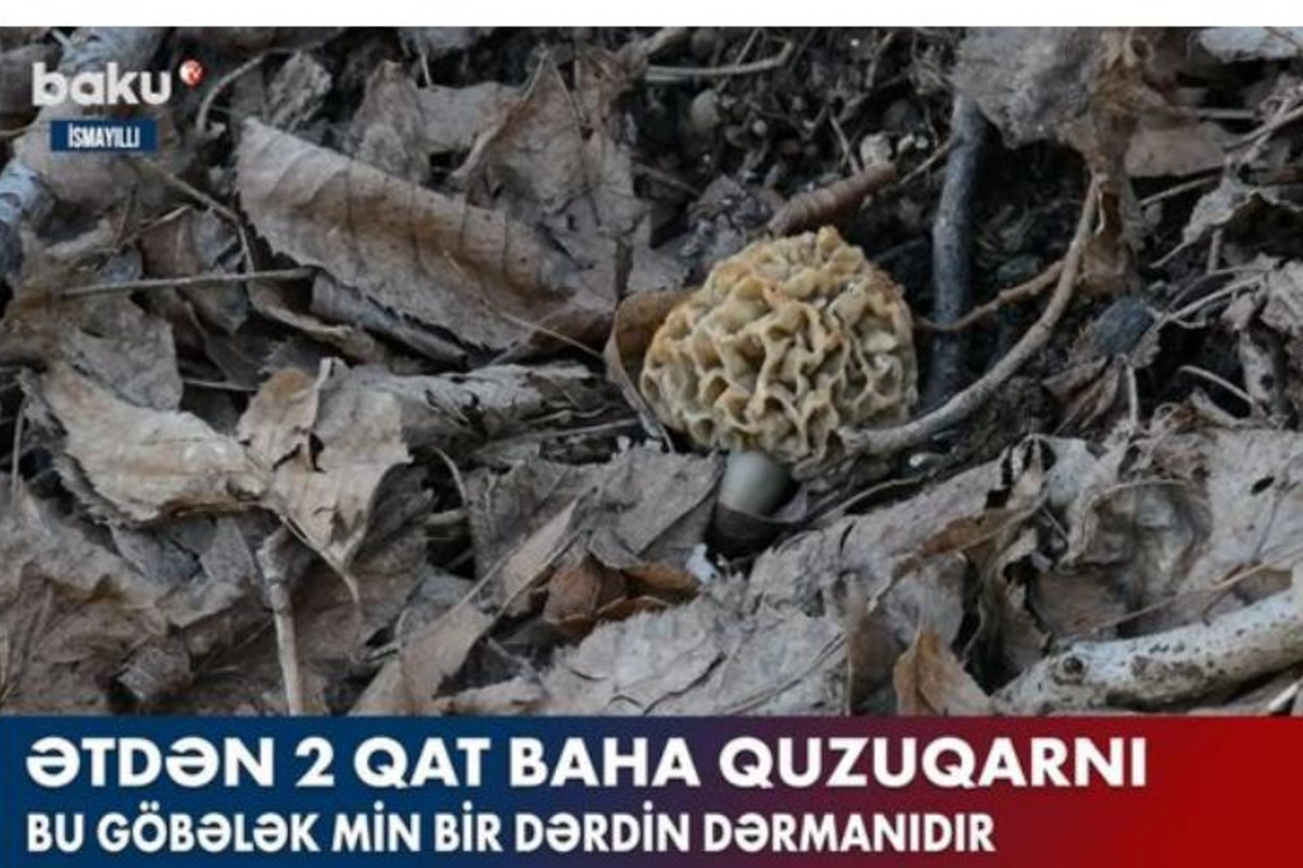 Ətdən ikiqat baha quzuqarnı — VİDEO