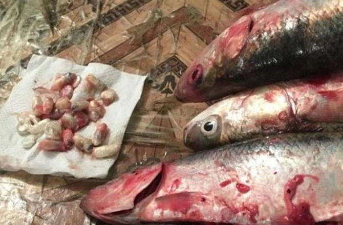 Həbsxanaya balığın içində narkotik keçirmək istəyən qadın tutuldu — FOTO Həbsxanaya balığın içində narkotik keçirmək istəyən qadın tutuldu — FOTO