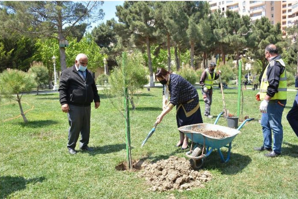 Heydər Əliyevin anadan olmasının 98-ci illiyi münasibətilə Abşeronda ağacəkmə kampaniyası keçirildi — FOTOLAR