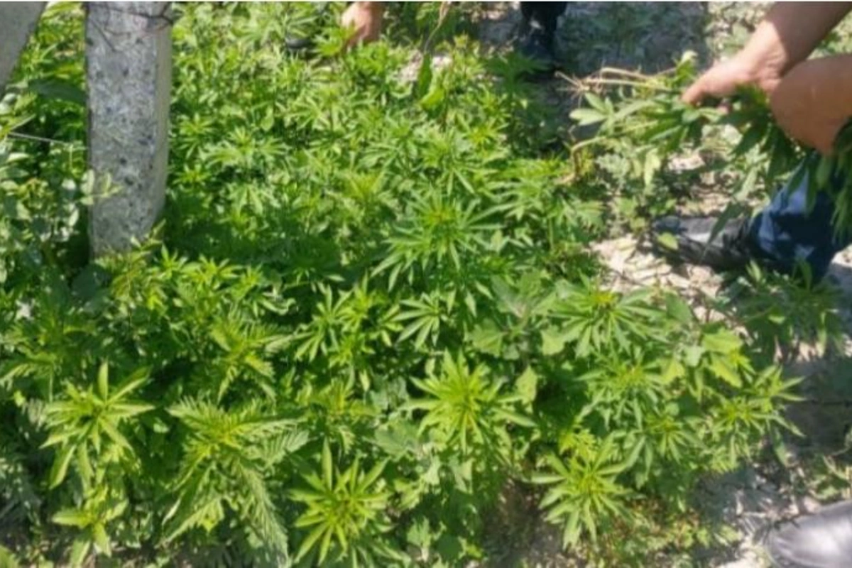 Polis Şəkidə 1 ton 500 kiloqram narkotik bitkini yandırdı