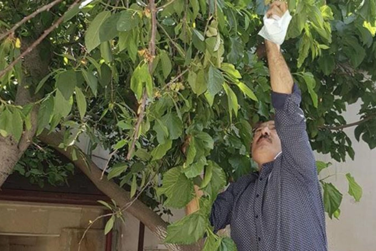 Səfirdən paylaşım: “İçərişəhərdə tutlar yetişib” — FOTOLAR