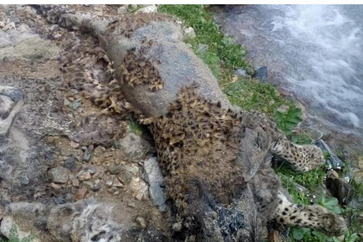 Ordubad dağlarında bəbir cəsədi aşkarlandı — FOTOLAR