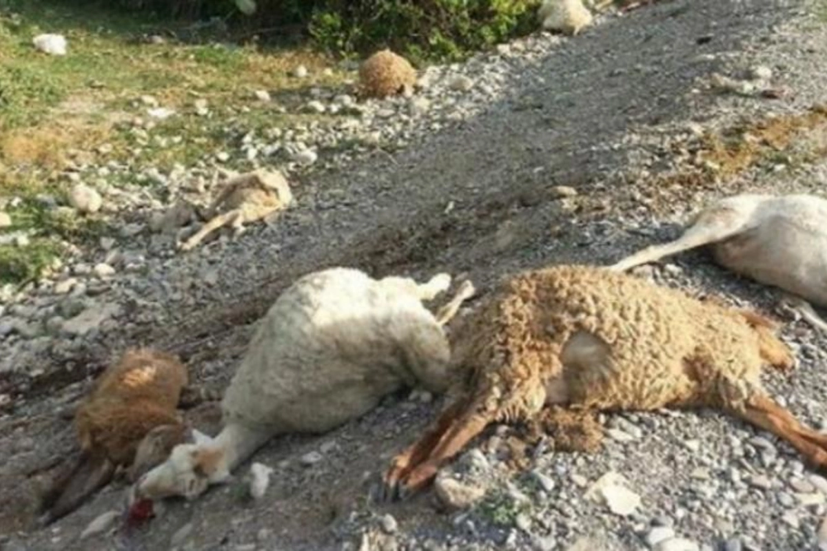 Zaqatalada maşın qoyun sürüsünü vurdu