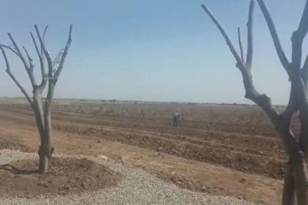 Lerikdə ağacların kəsilməsi ilə bağlı cinayət işi açılıb