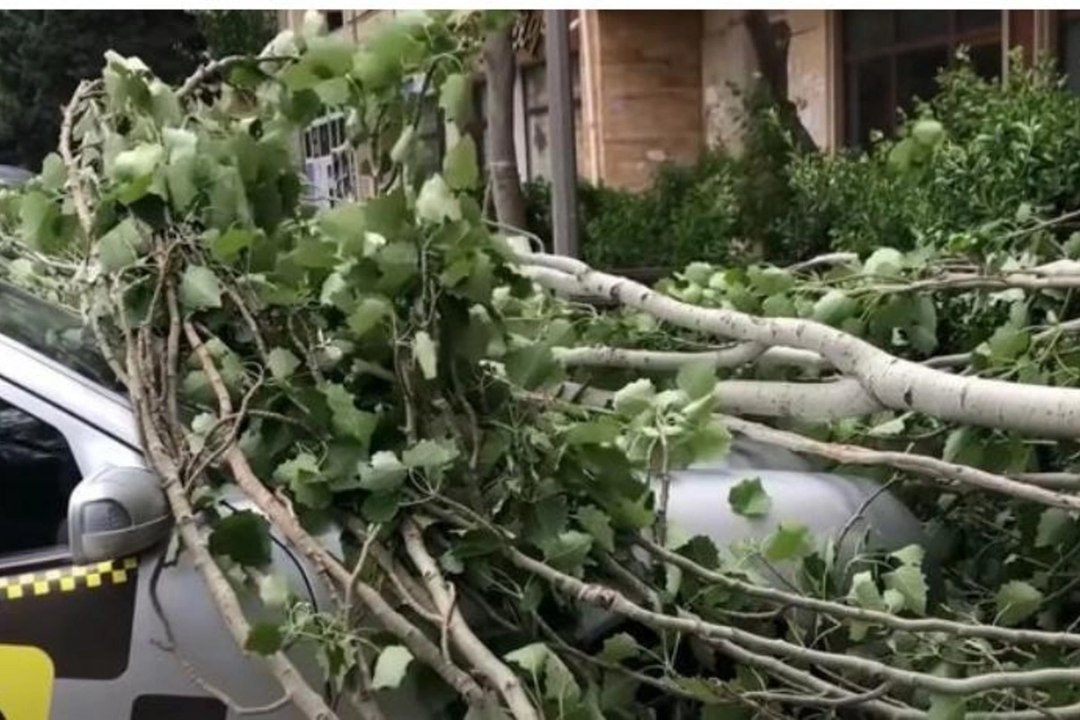 Güclü külək sabah da davam edəcək — Təhlükədən necə qorunaq?