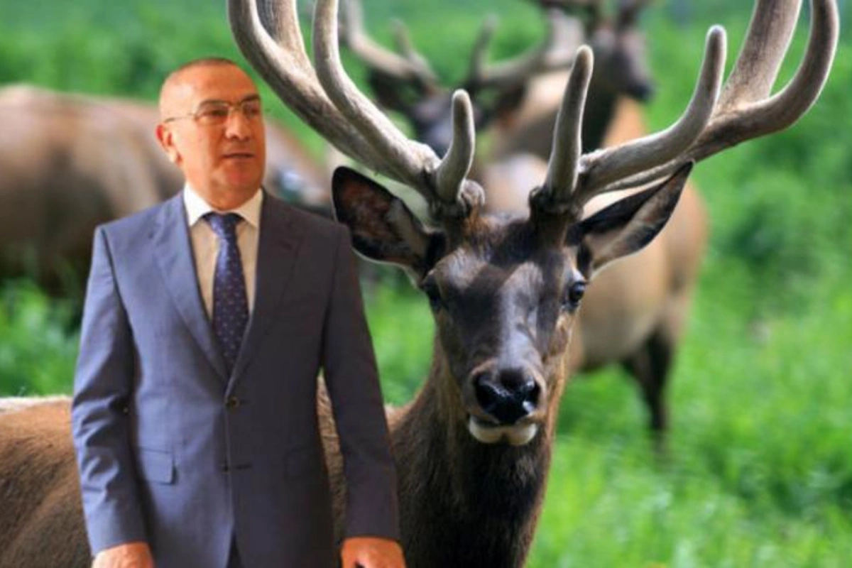 Alimpaşa Məmmədovun maralları ac qalıb — VİDEO