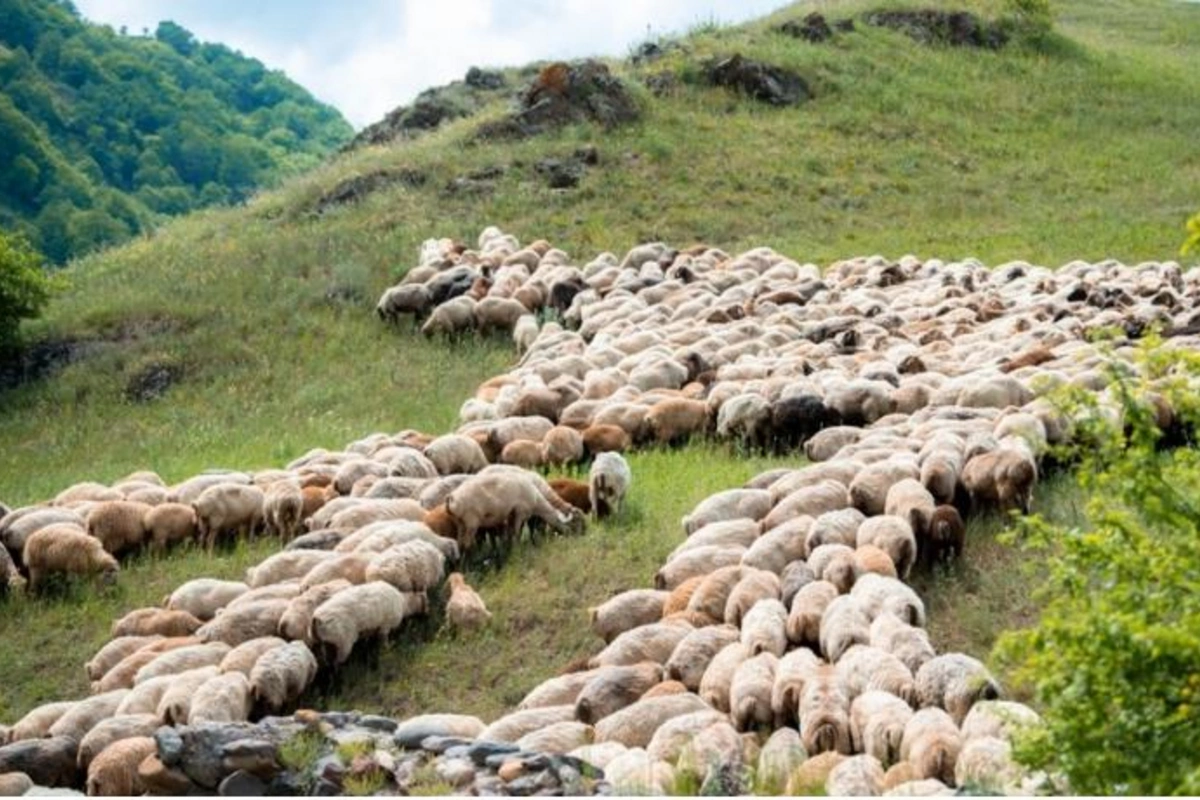 Kəlbəcər yaylaqlarına qoyunçuluq və arıçılıq təsərrüfatları köçürüldü — FOTOLAR