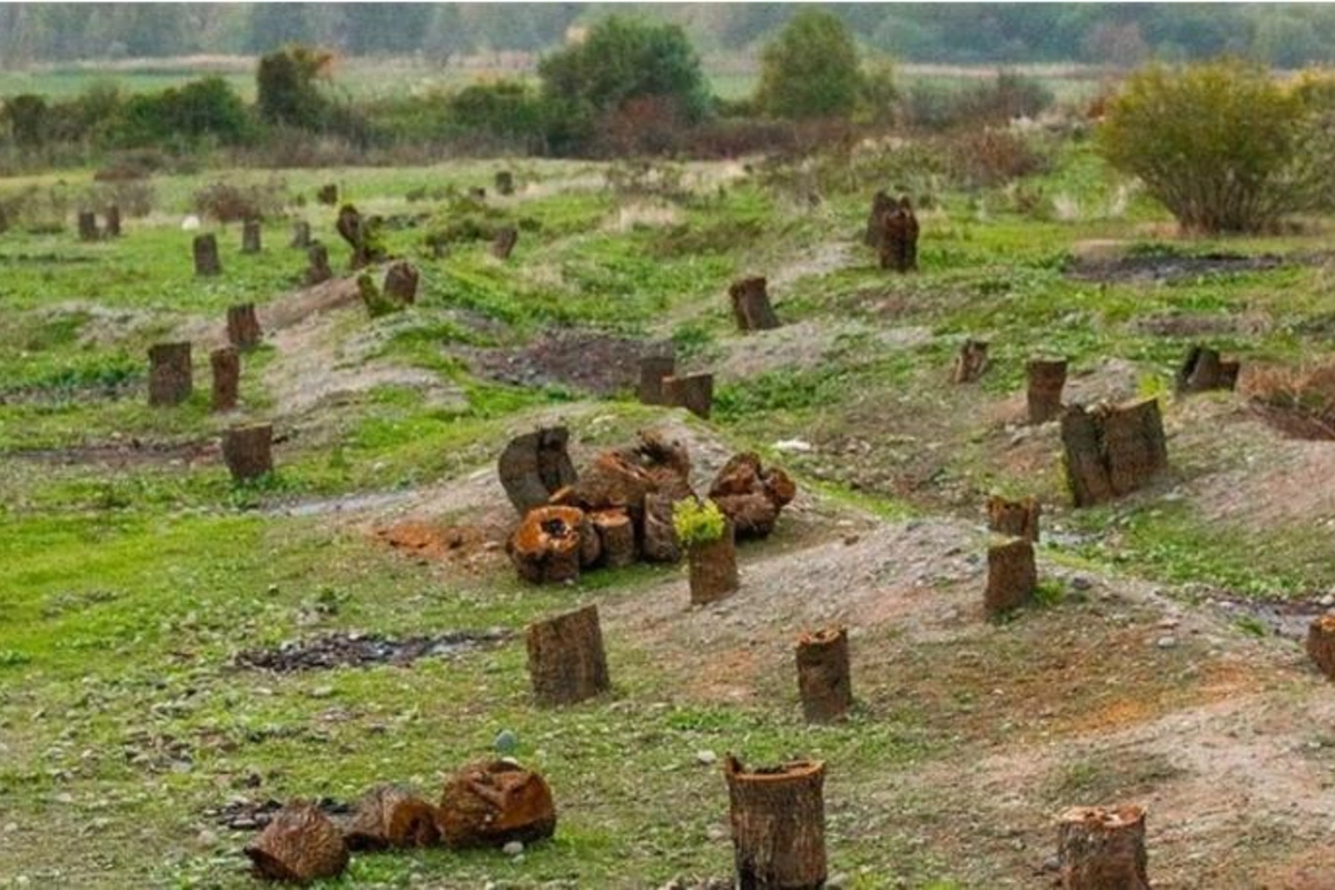 Ermənilərin Laçında təbiətə 1 milyon 511 min manat ziyan vurub, cinayət işi açılıb