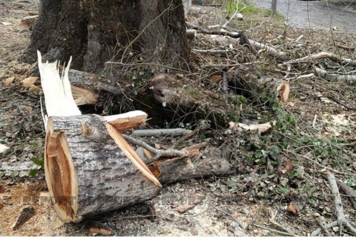 Oğuzda ağacları kəsənlər kimlərdir?