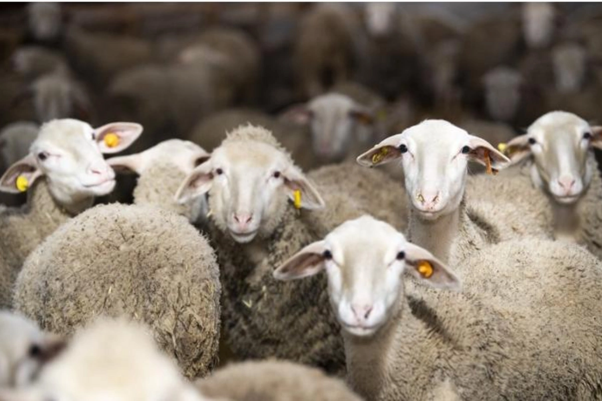 Qurbanlıq heyvanların satışı və kəsimi yerləri — SİYAHI