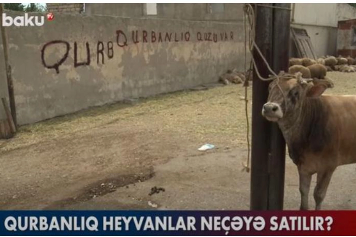 Qurbanlıq heyvanlar neçəyə satılır? — VİDEO