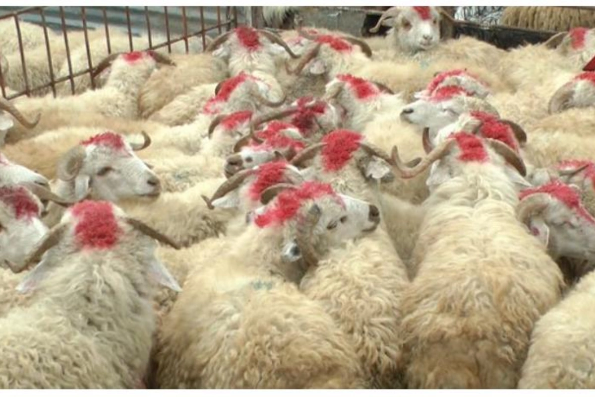 Qurban bayramının vaxtı açıqlandı