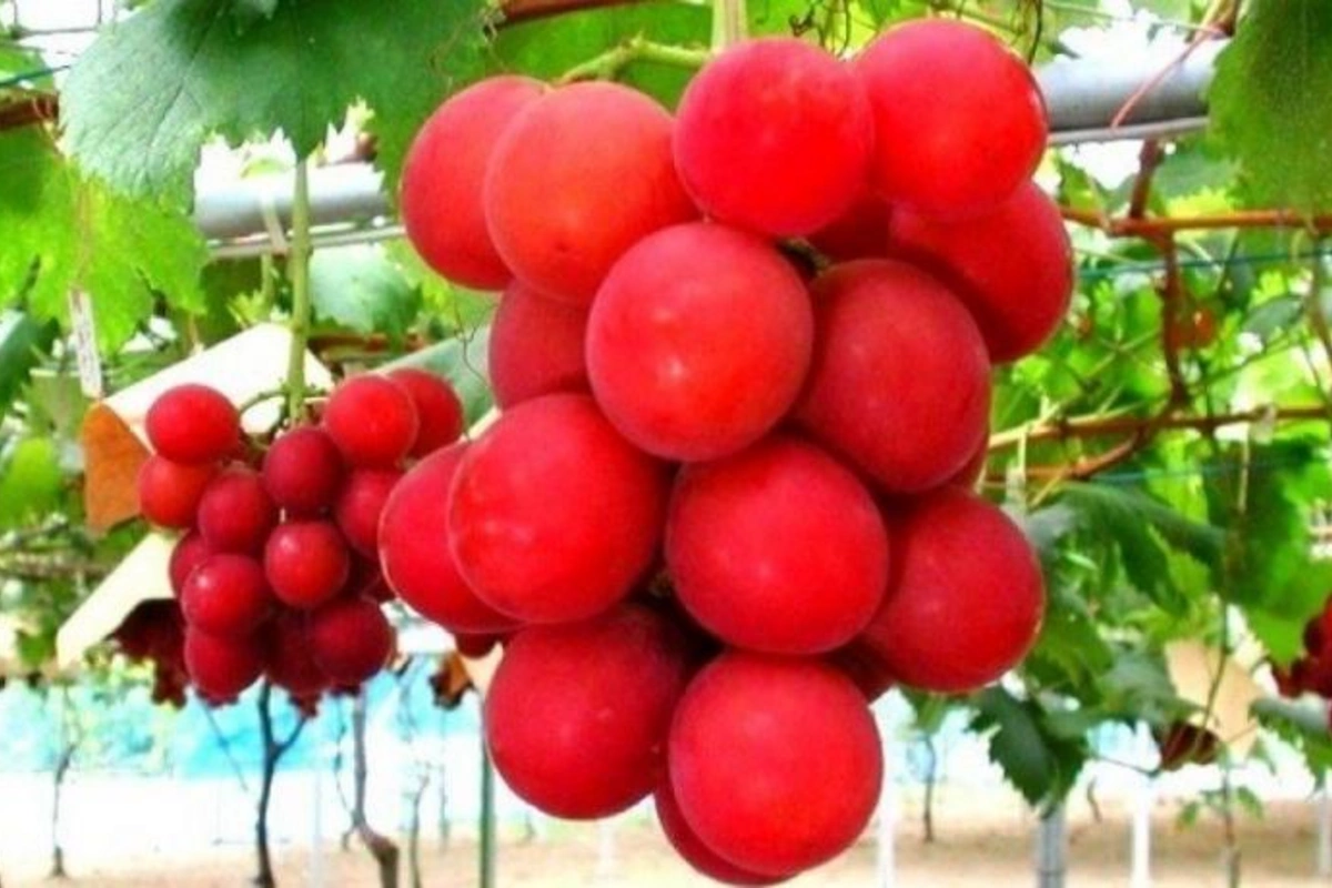 Yaponiyada bir salxım üzüm 13 min dollara satıldı